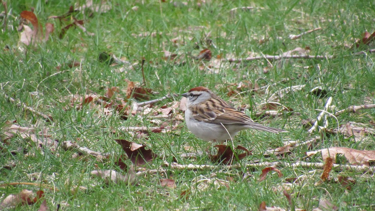 Chipping Sparrow - ML218274611