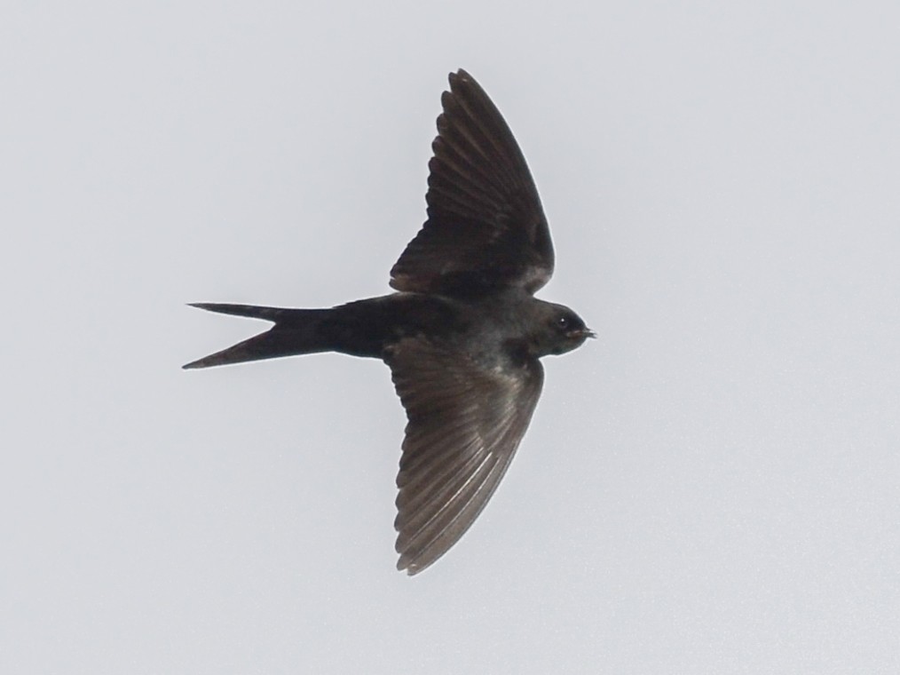 Ebony Swallow Telegraph