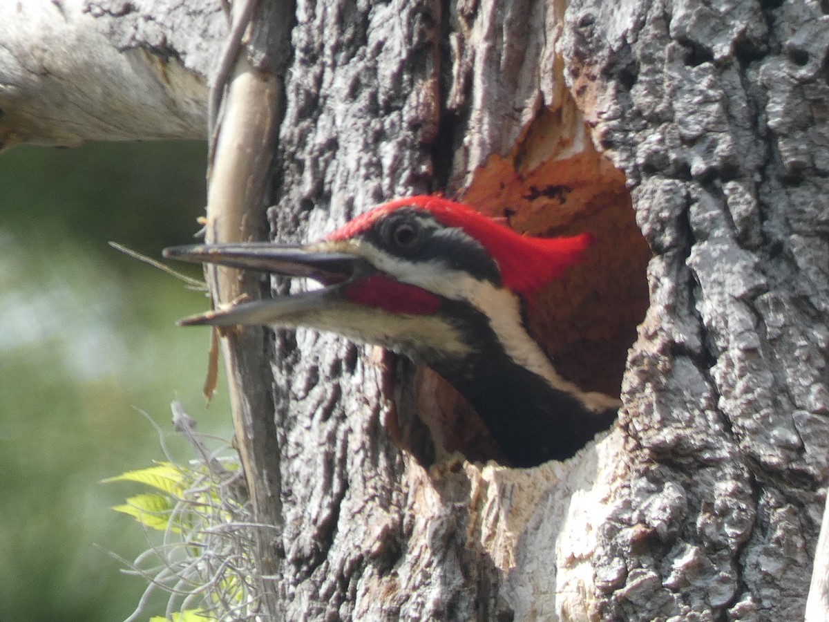 Pileated Woodpecker - ML218276301