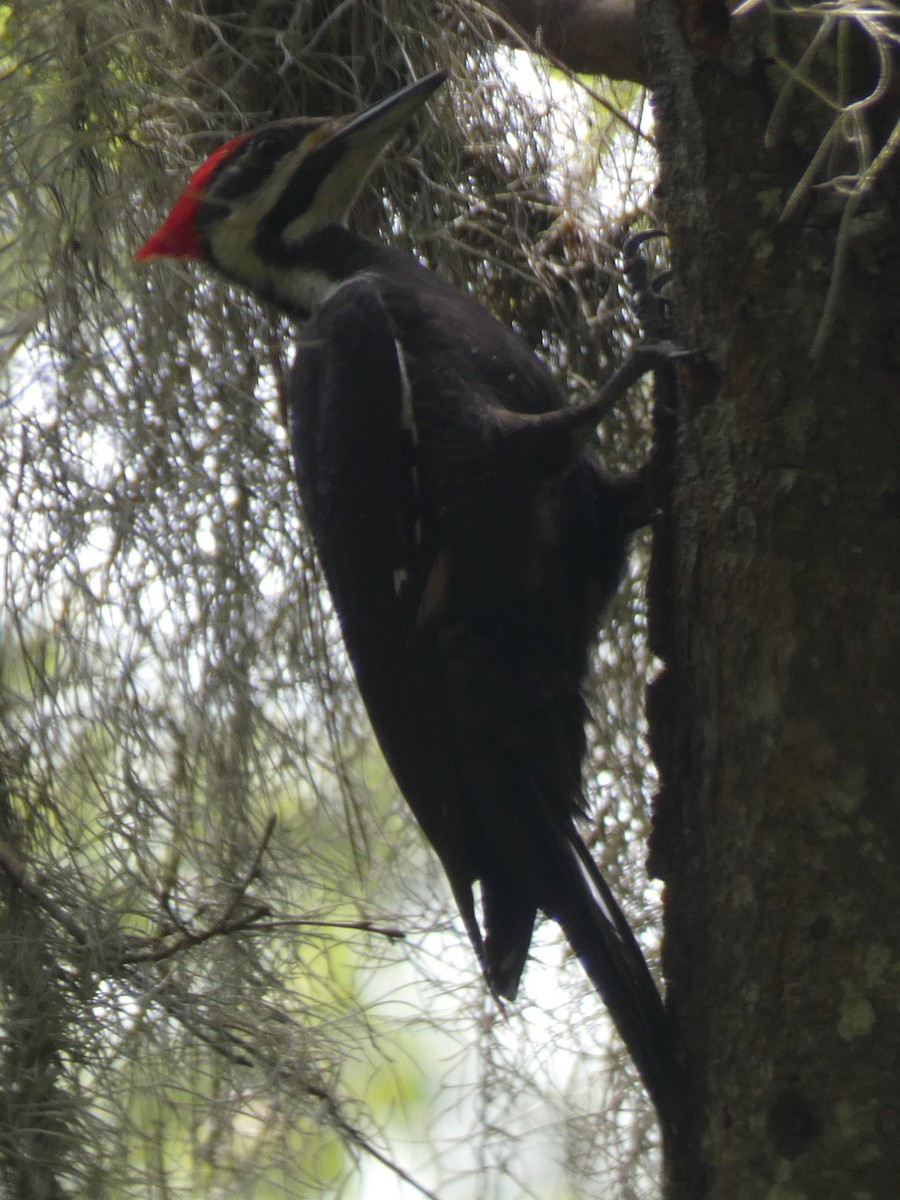 Pileated Woodpecker - ML218276661