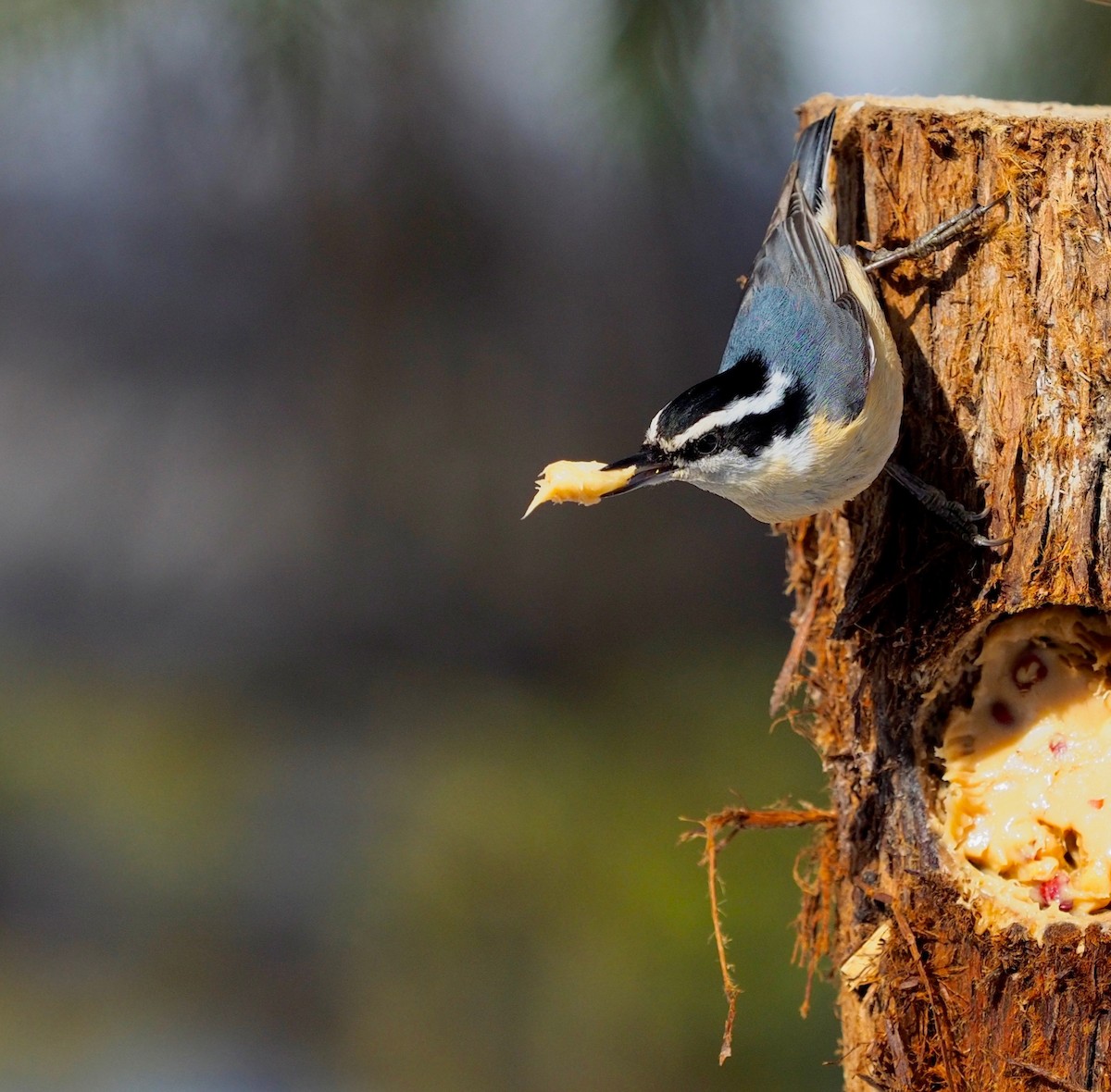 Red-breasted Nuthatch - ML218282941