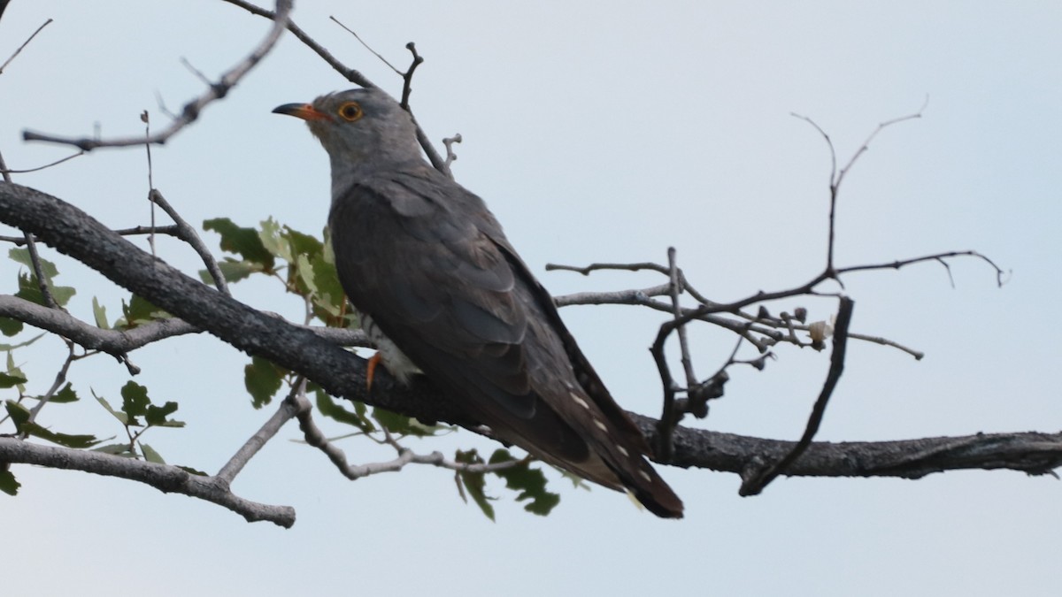 African Cuckoo - Bez Bezuidenhout