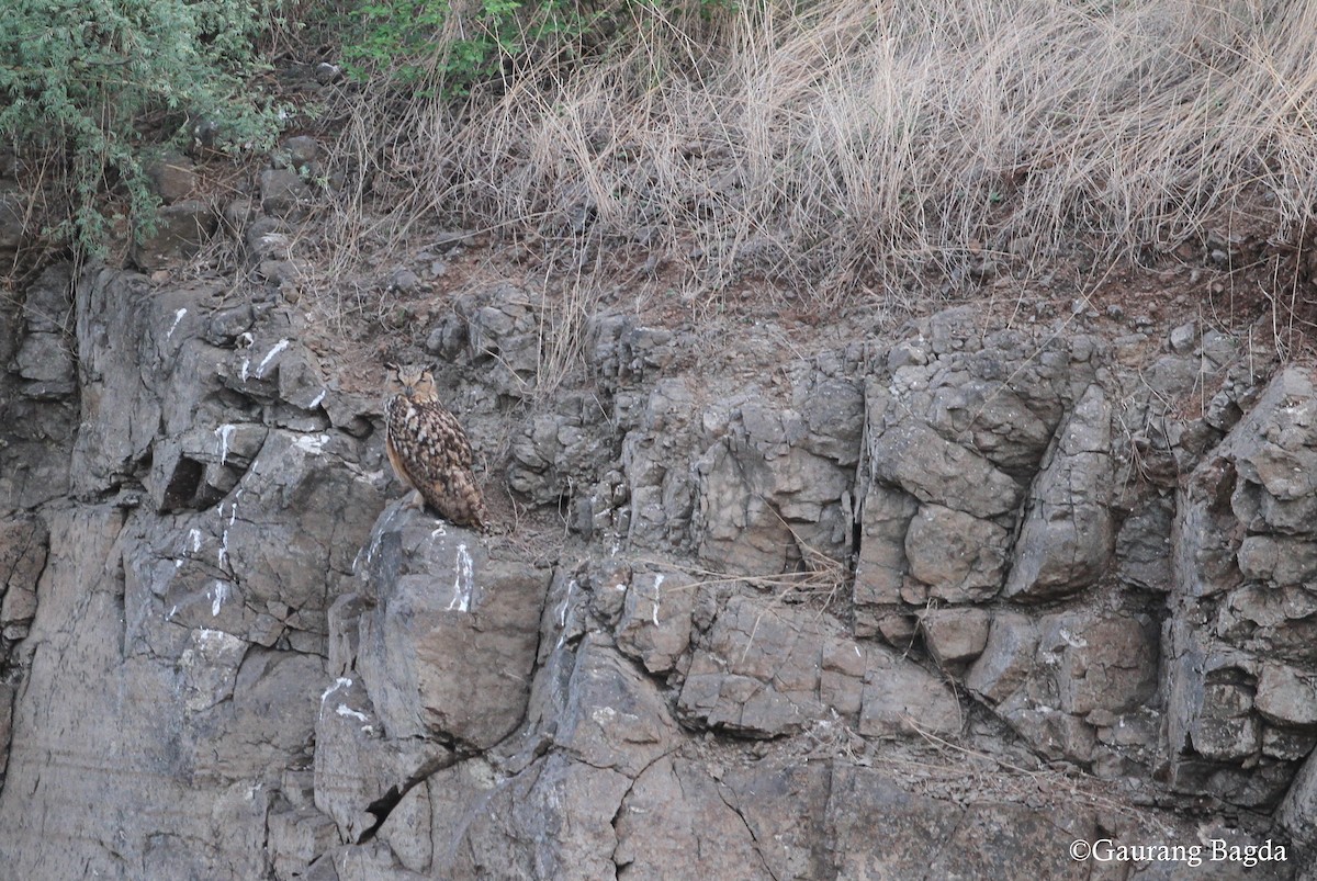 Rock Eagle-Owl - Gaurang Bagda