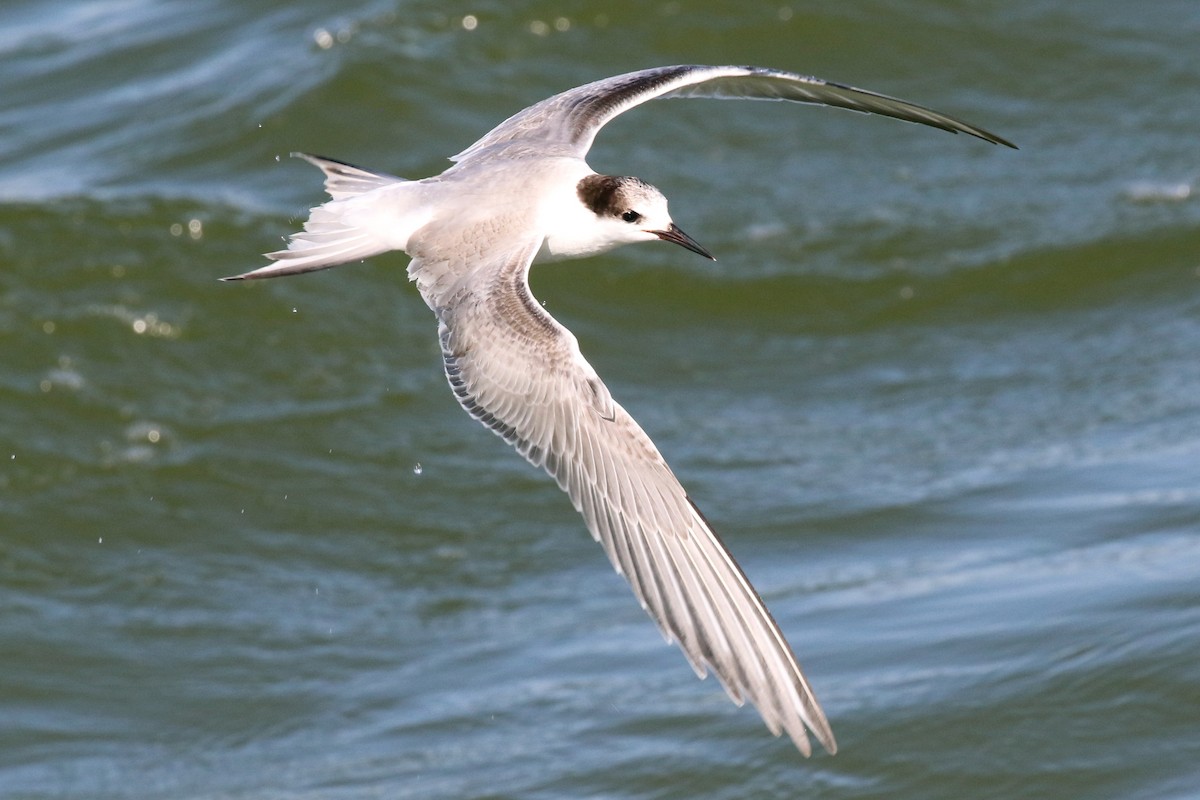 Common Tern - Dan Jones