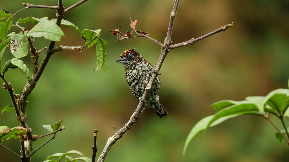 Scaled Piculet - ML218297611