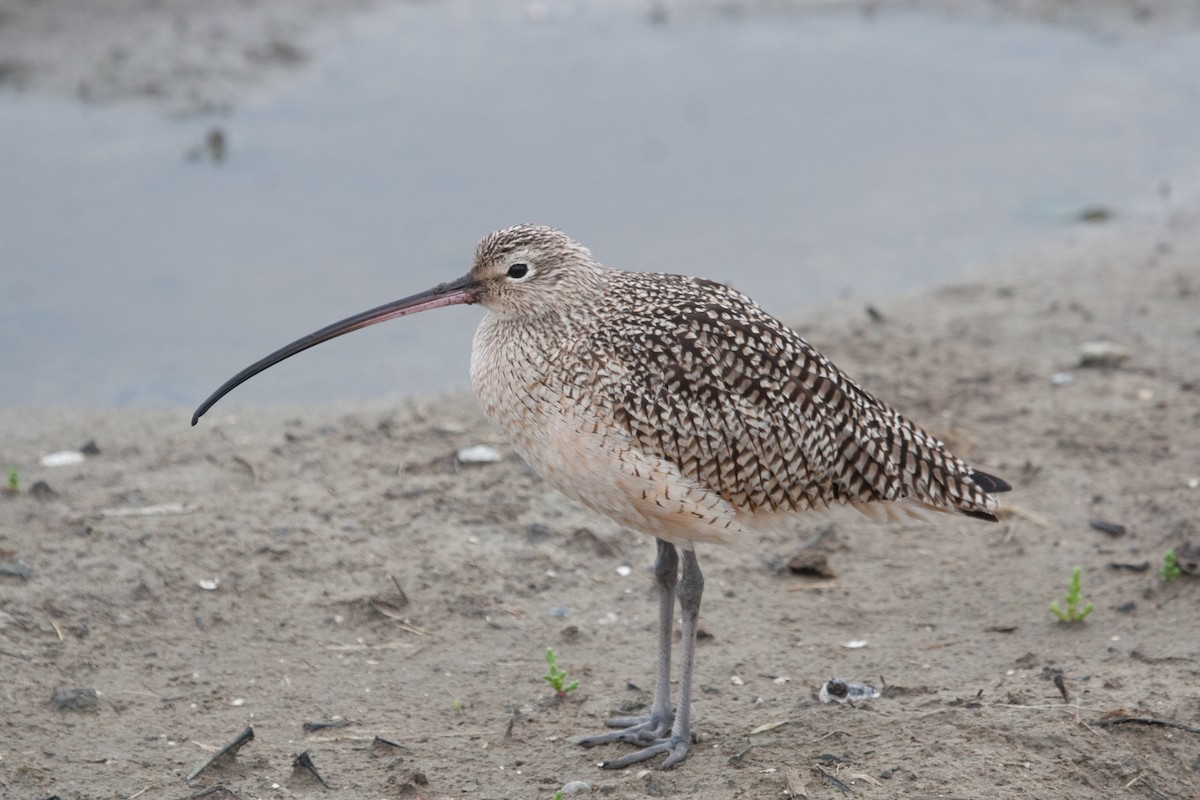 Long-billed Curlew - Jason Forbes