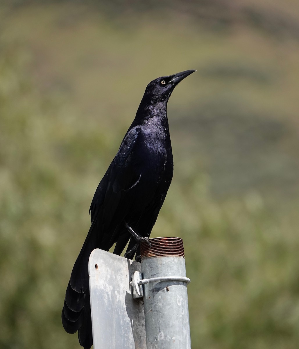 Great-tailed Grackle - Carter Gasiorowski