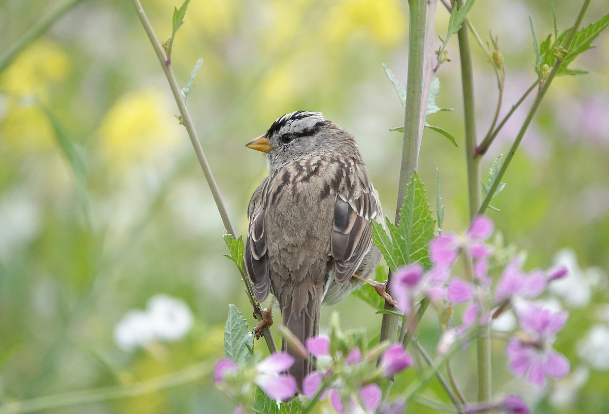 White-crowned Sparrow - Carter Gasiorowski