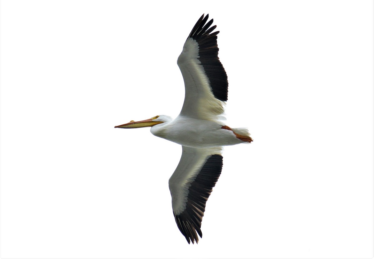 American White Pelican - ML218301911