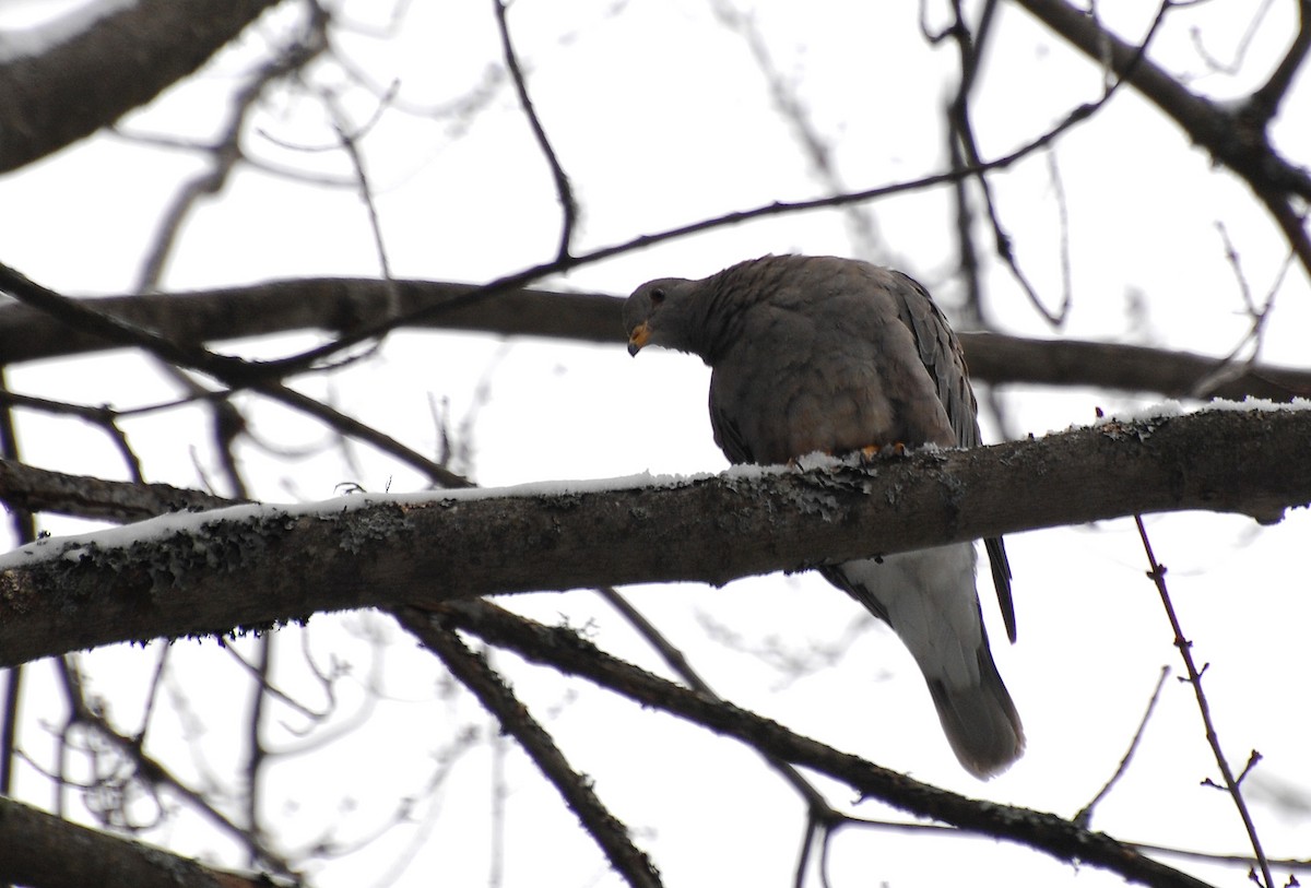 Band-tailed Pigeon - ML21830231