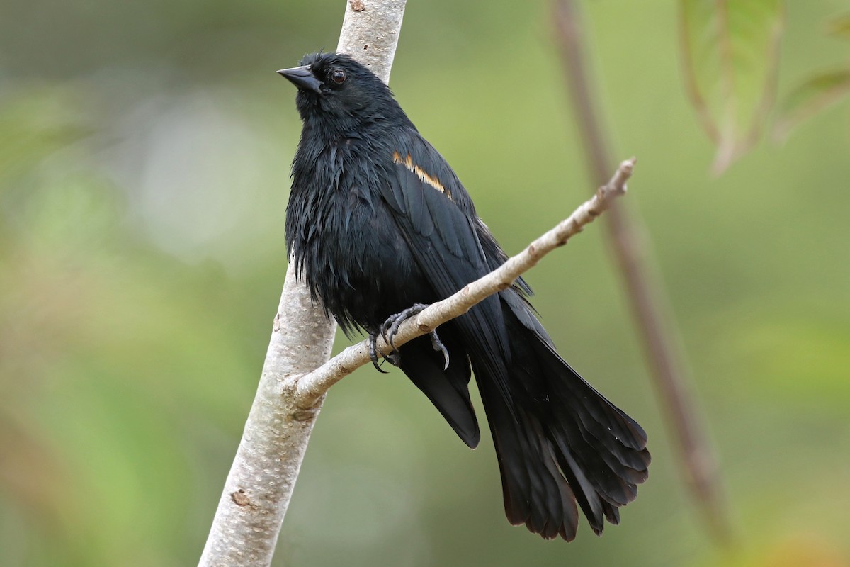 Tawny-shouldered Blackbird - ML218310981