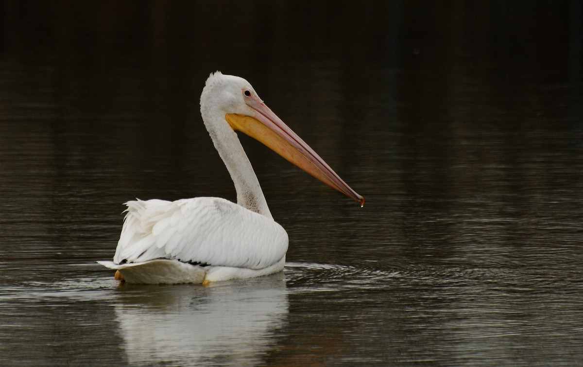 American White Pelican - David M. Bell