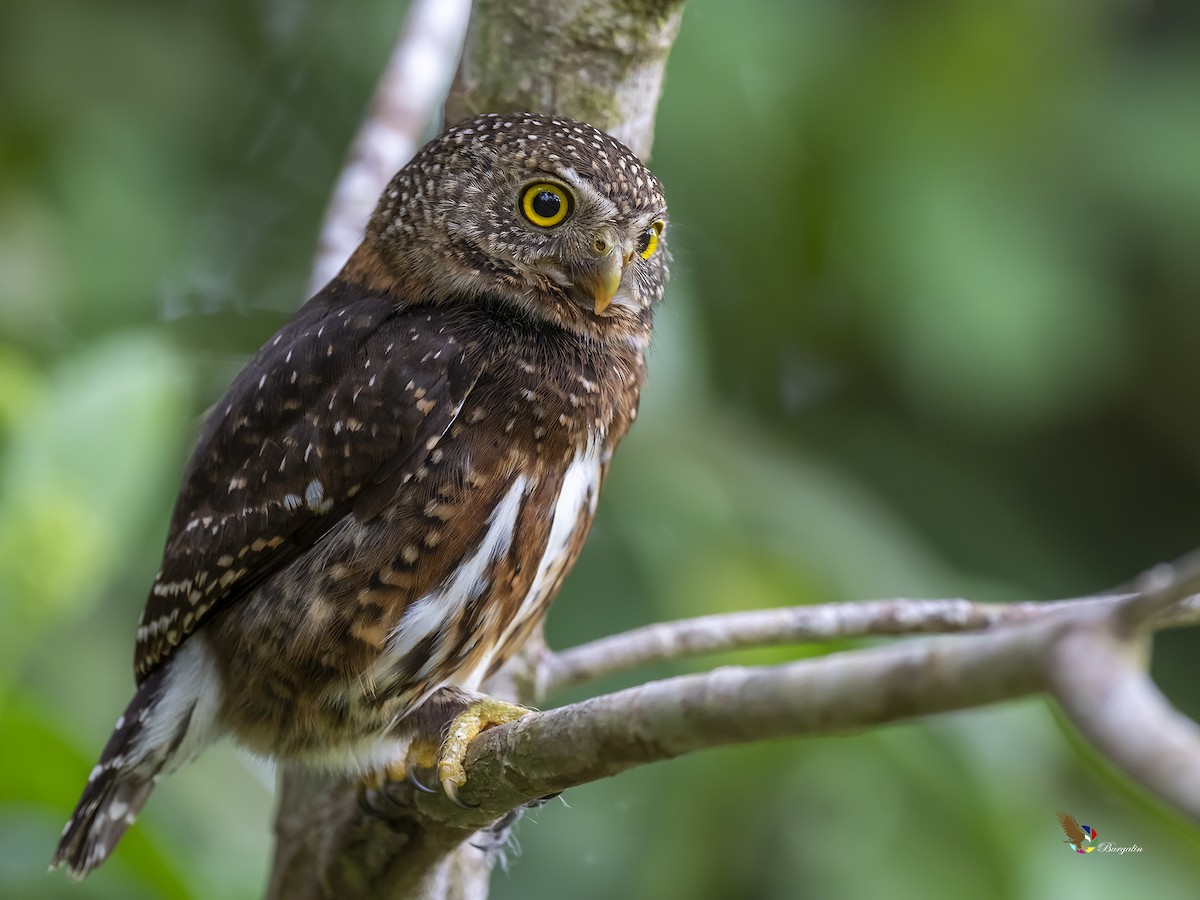 Costa Rican Pygmy-Owl - fernando Burgalin Sequeria