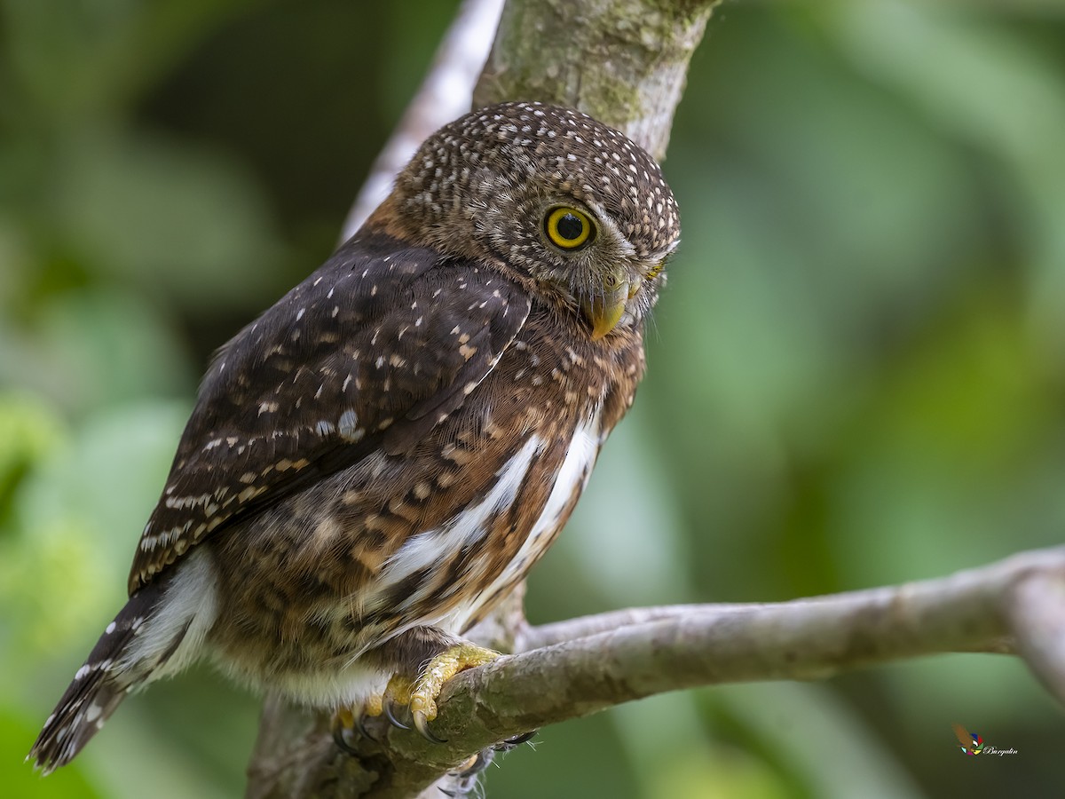 Costa Rican Pygmy-Owl - ML218313011