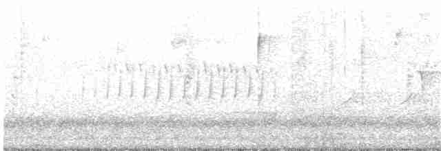 Kara Gözlü Junko (cismontanus) - ML218317151