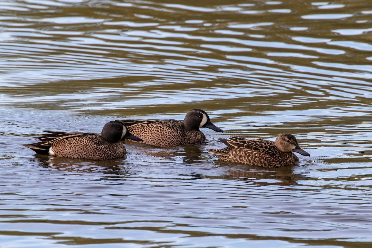 Blue-winged Teal - Shawn Taylor