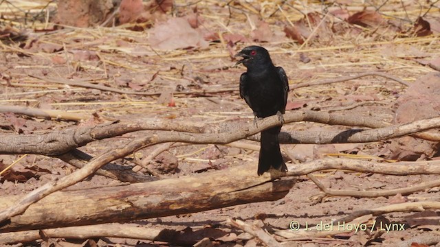 Fork-tailed Drongo (Glossy-backed) - ML218321141