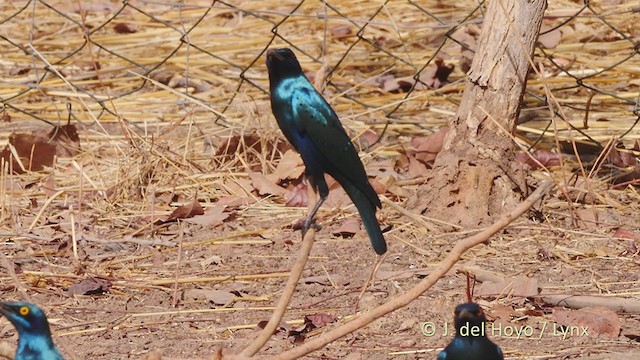 Lesser Blue-eared Starling (Lesser) - ML218321901