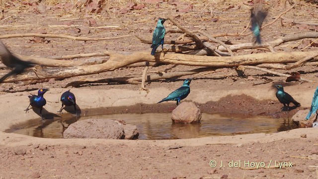 Greater Blue-eared Starling - ML218322201