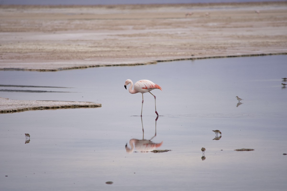 Chilean Flamingo - Angélica Almonacid