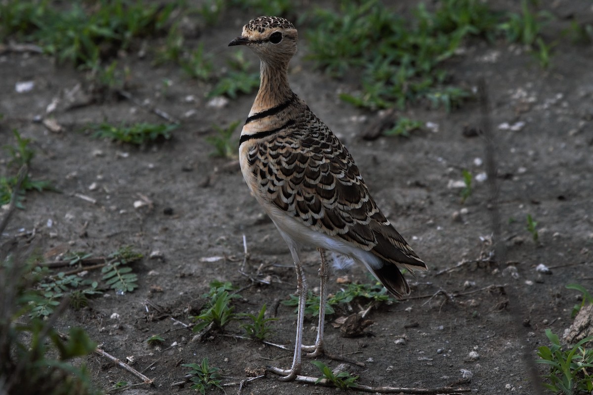 Double-banded Courser - Fabio Olmos