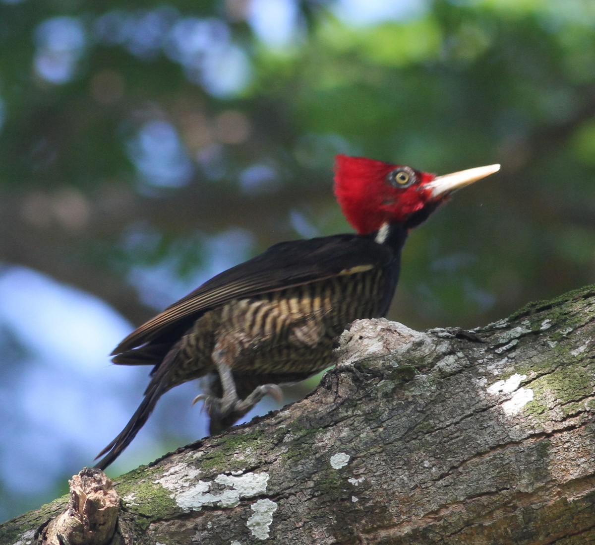 Pale-billed Woodpecker - ML21833231
