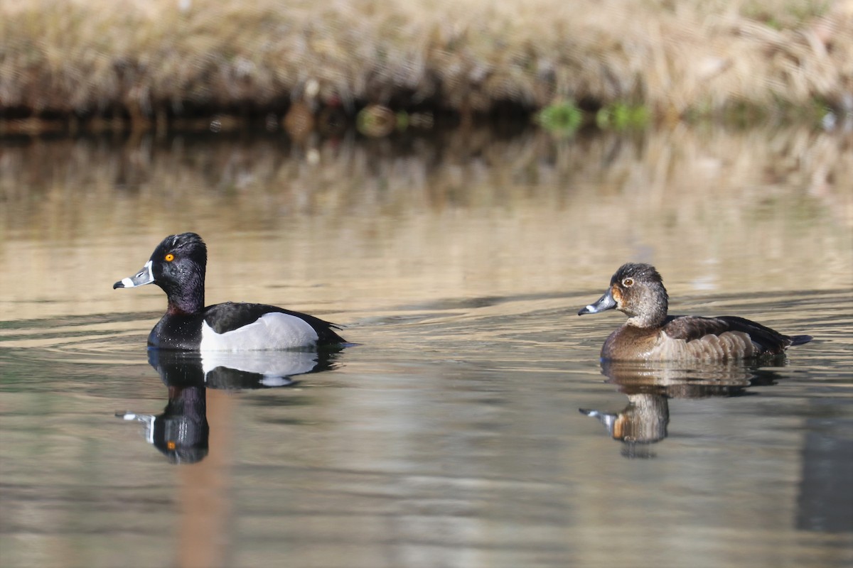 Ring-necked Duck - Chuck Gates