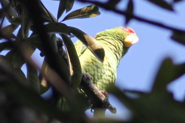 White-fronted Parrot - ML21833461