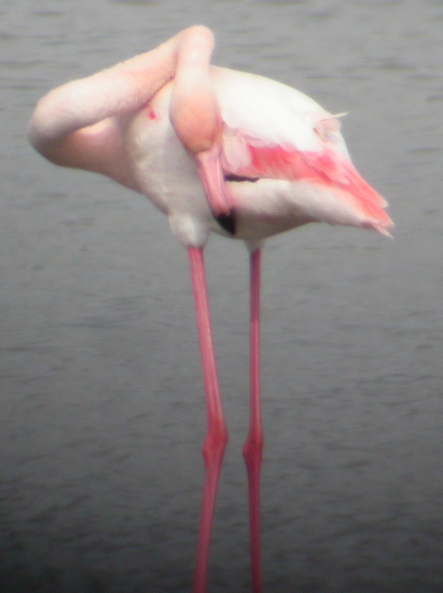 Розовый фламинго - ML21833831