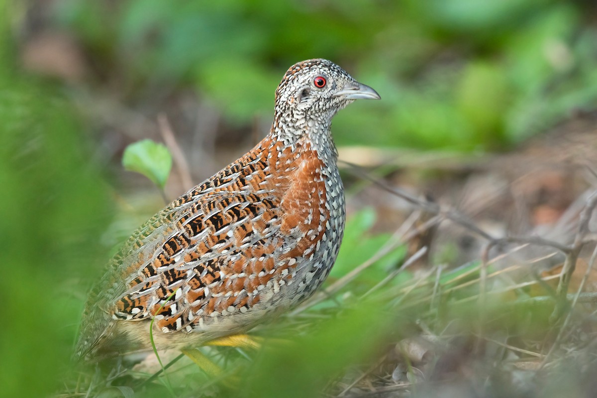 Painted Buttonquail - ML218339251