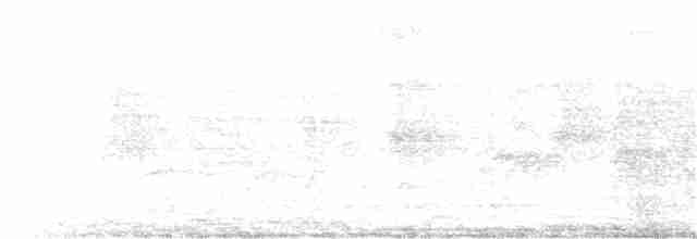 holub bělokřídlý - ML218343111