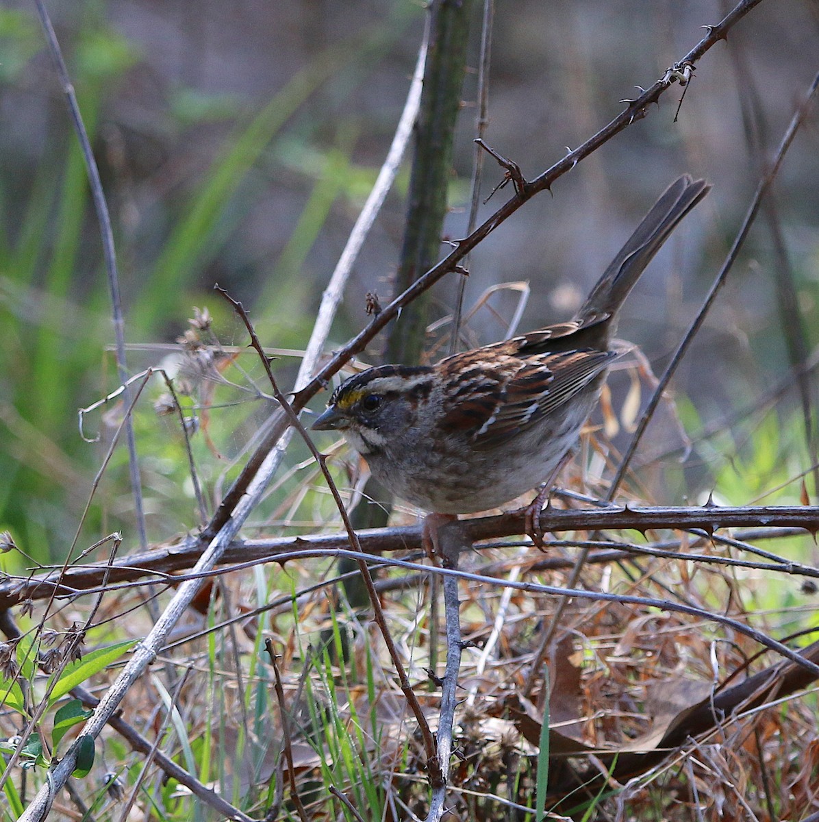 White-throated Sparrow - ML218343701