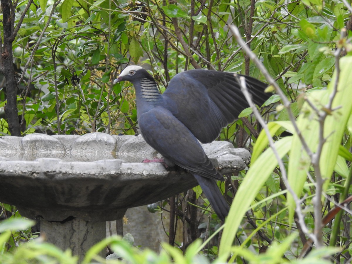 White-crowned Pigeon - ML218347151