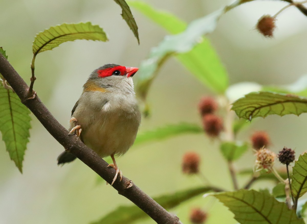 Red-browed Firetail - ML218347351