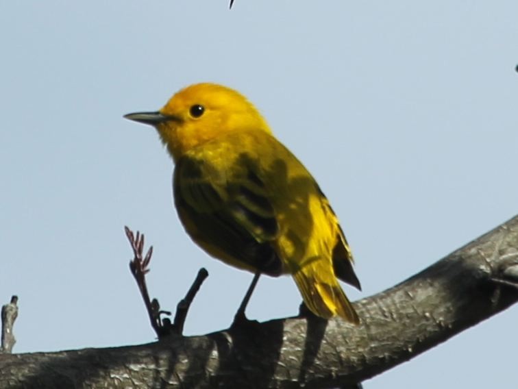 Yellow Warbler - sicloot