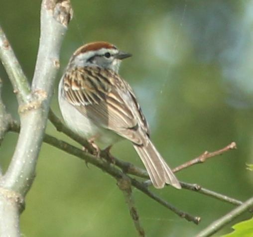Chipping Sparrow - ML21836111