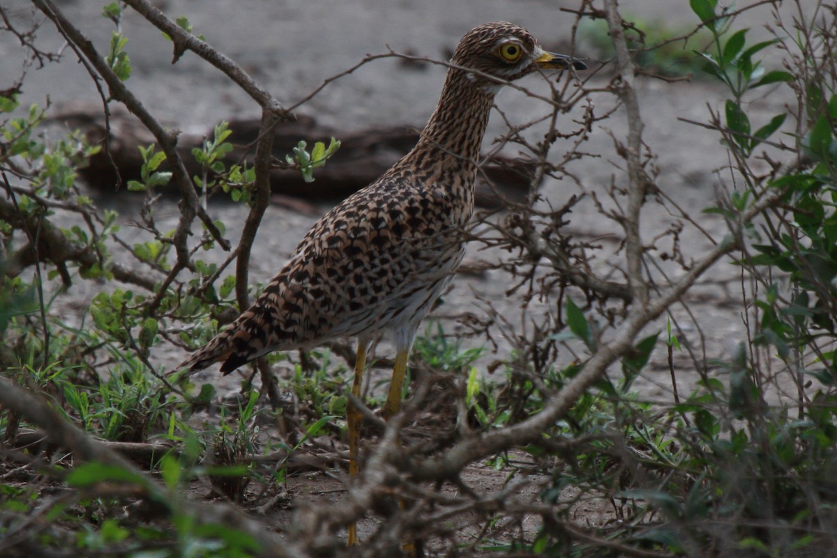 Spotted Thick-knee - Fabio Olmos