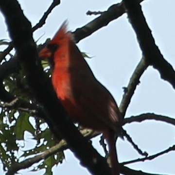 Northern Cardinal - sicloot