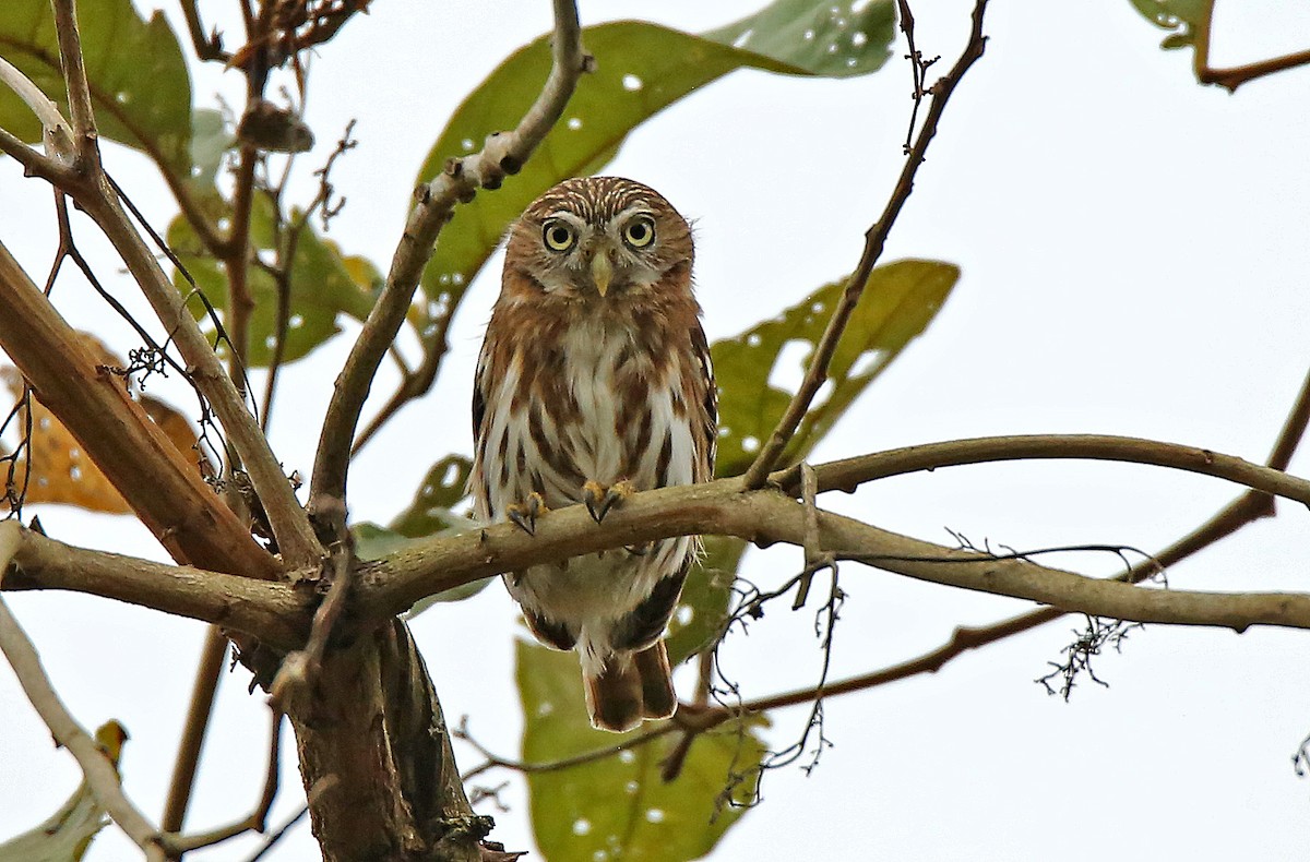 Peruvian Pygmy-Owl - ML21836671