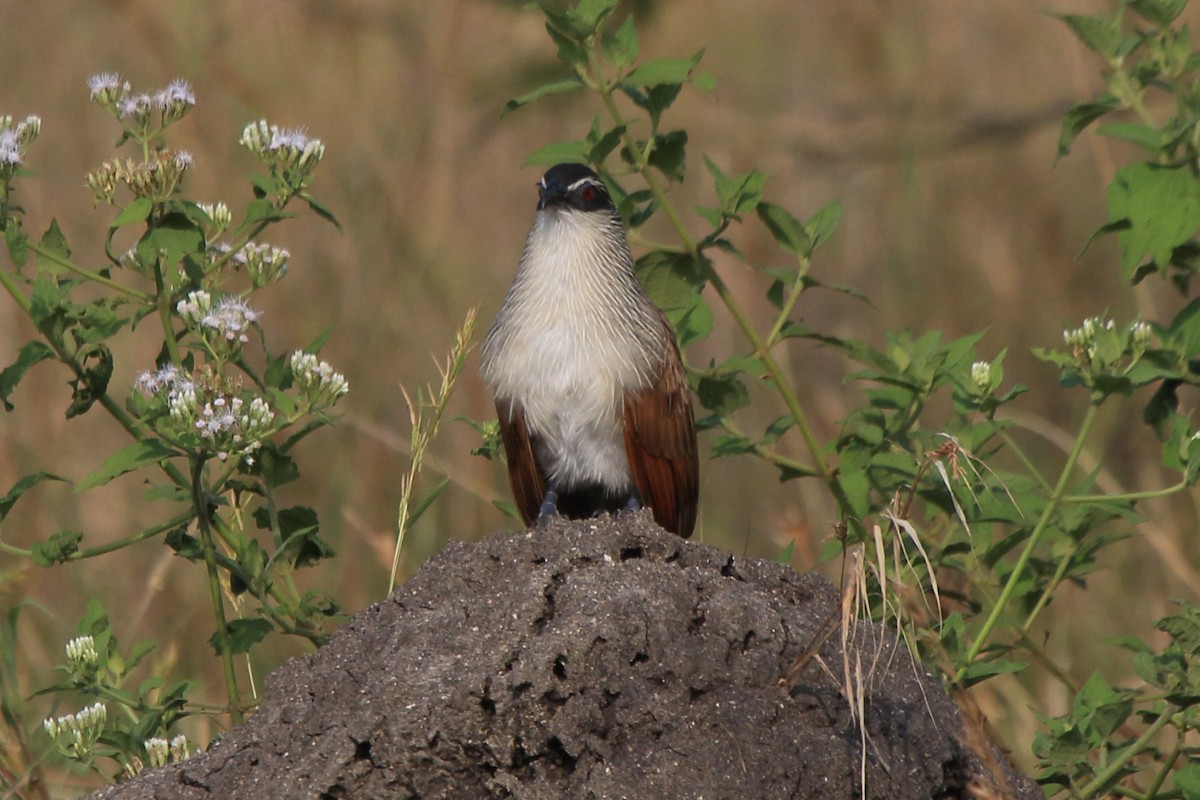 White-browed Coucal (White-browed) - ML218368051
