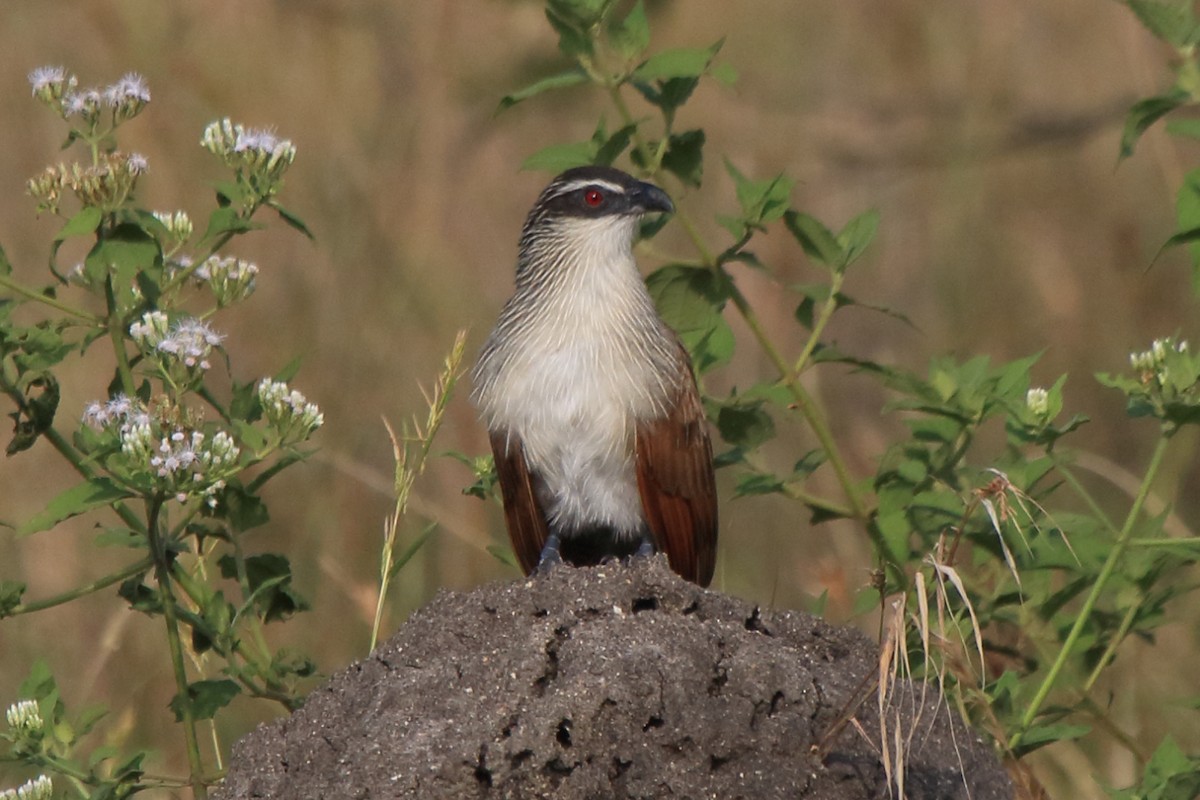 White-browed Coucal (White-browed) - ML218368081