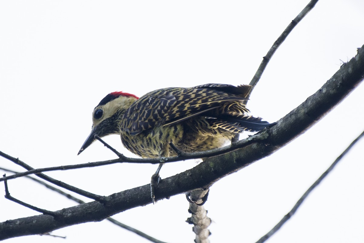 Green-barred Woodpecker - ML218369031