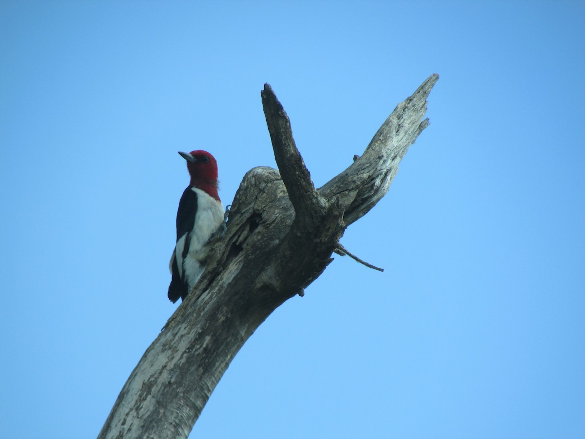 Red-headed Woodpecker - ML218369061
