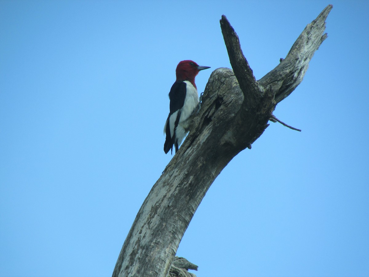 Red-headed Woodpecker - ML218369071