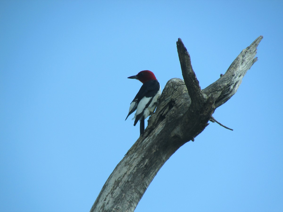 Red-headed Woodpecker - ML218369091