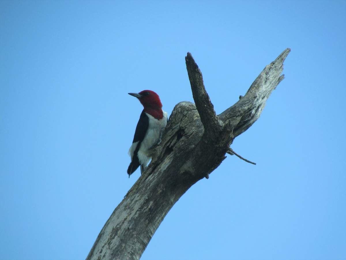 Red-headed Woodpecker - Jim Sedoff