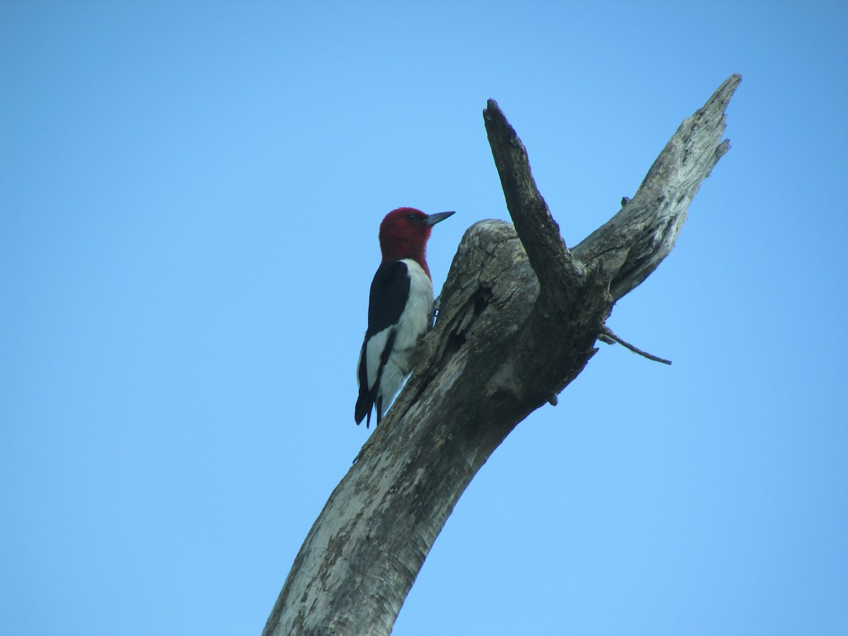 Red-headed Woodpecker - Jim Sedoff