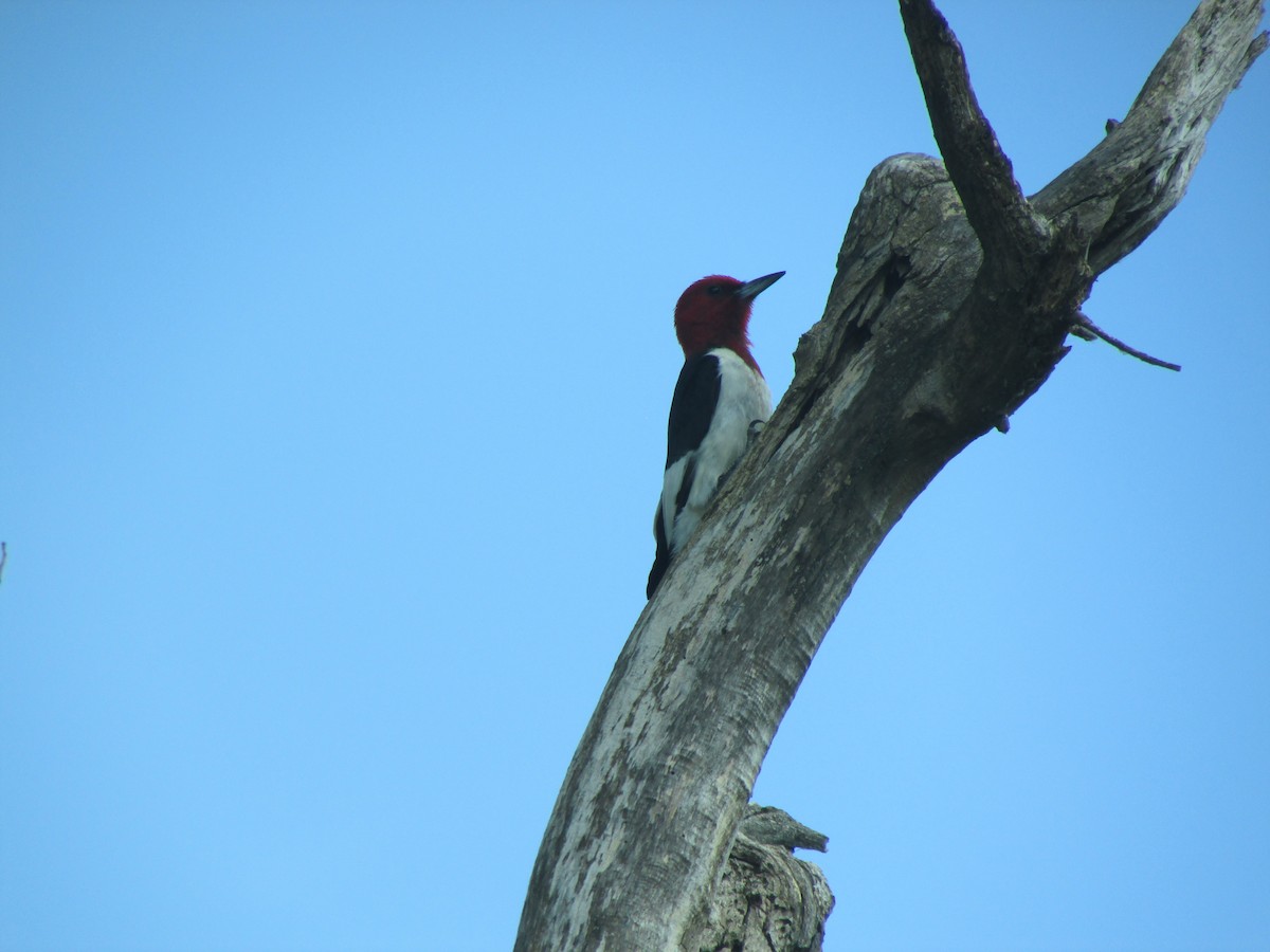 Red-headed Woodpecker - ML218369121