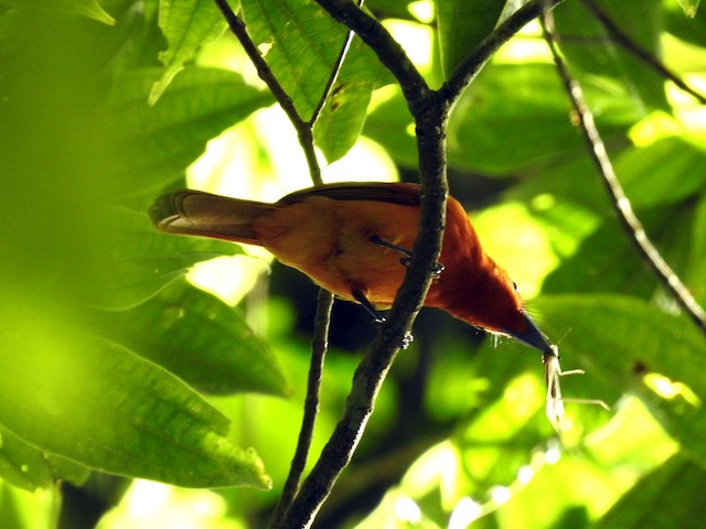 A bird consuming an insect in Camiguin, Philippines. - Rufous Paradise-Flycatcher - 