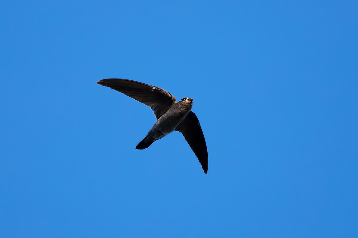 Black-nest Swiftlet - Ayuwat Jearwattanakanok